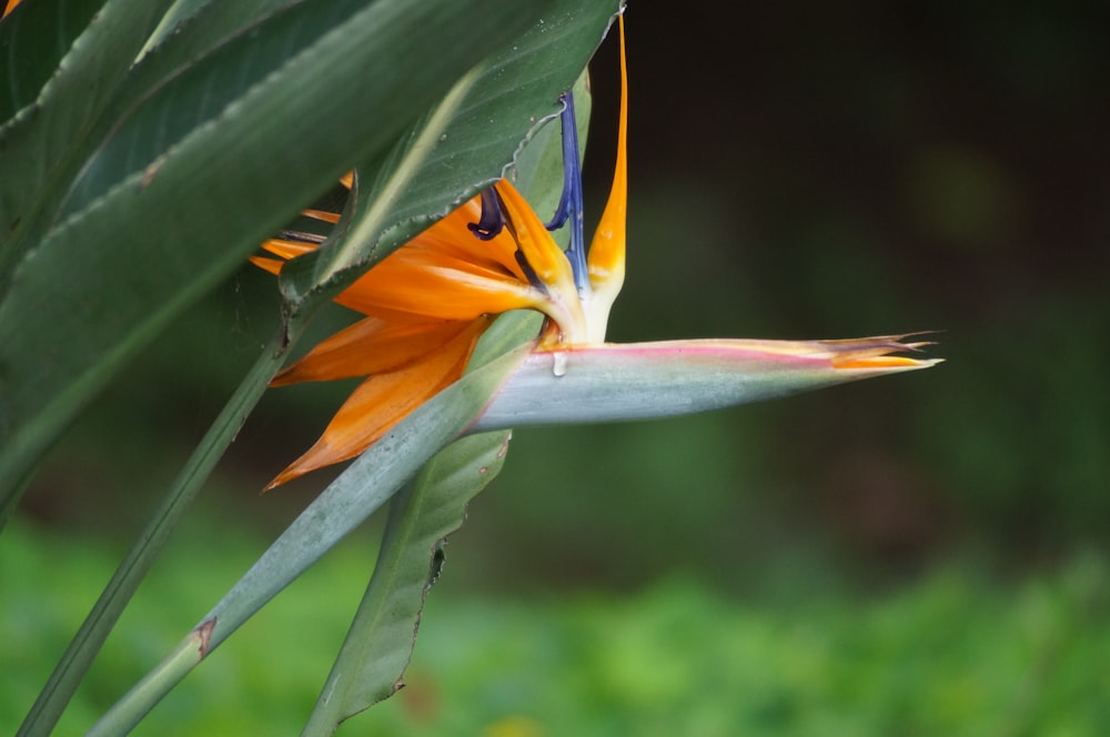 orange and green bird of paradise flower in bloom during daytime