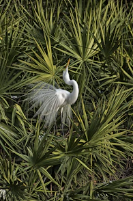 white bird on green plant