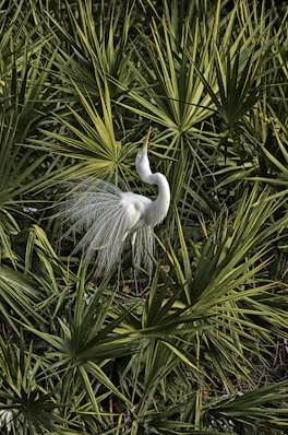 white bird on green plant