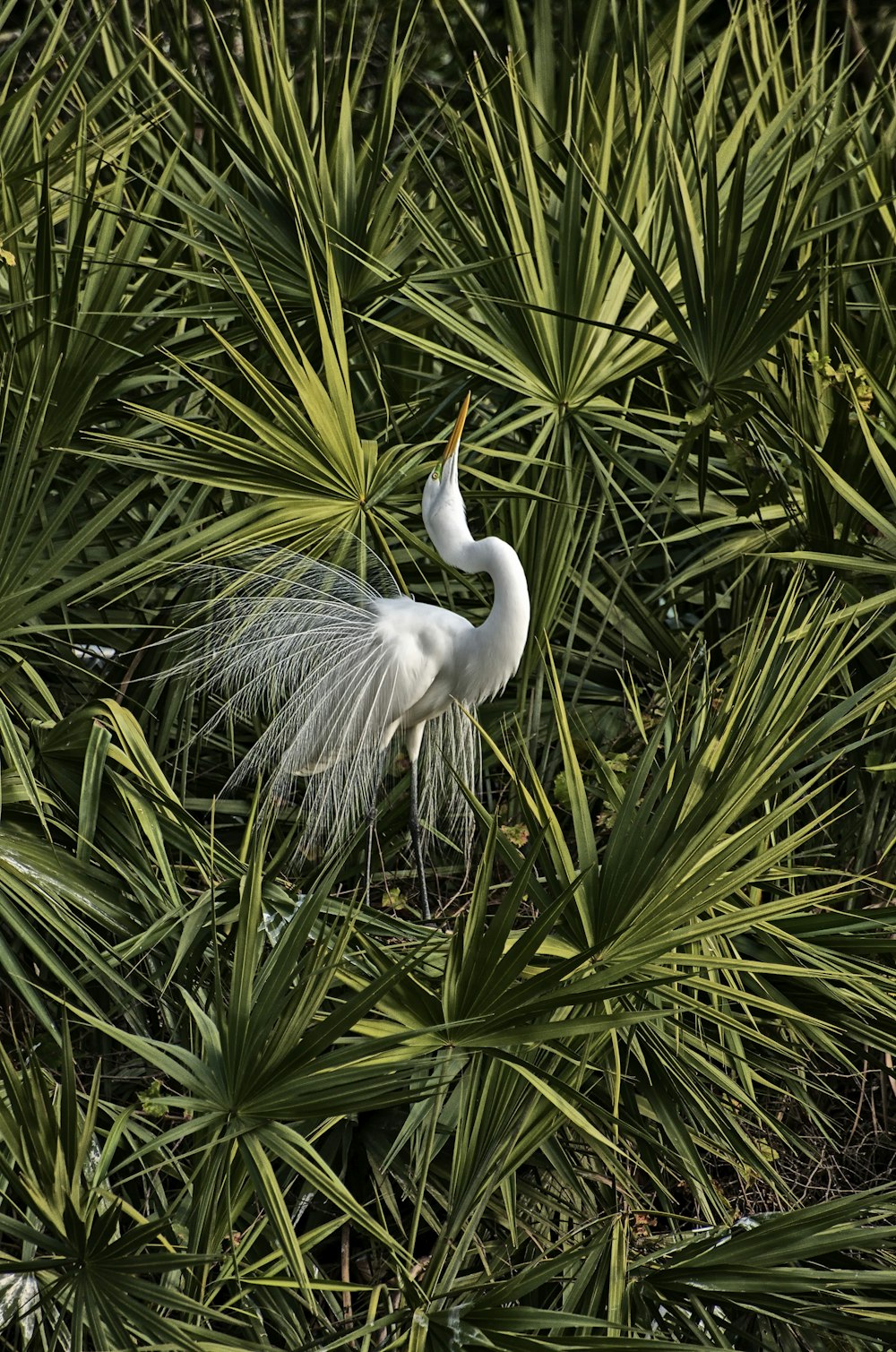 white bird on green plant