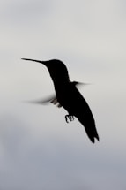 A delicate black and white silhouette of a bird in flight against a soft gray background.
