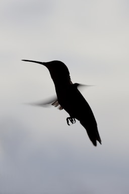 A delicate black and white silhouette of a bird in flight against a soft gray background.