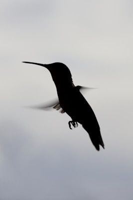 A silhouette of a hummingbird in mid-flight against a soft, light gray background. The bird's wings are slightly blurred, indicating motion, while its delicate body and long, curved beak are in sharp focus.