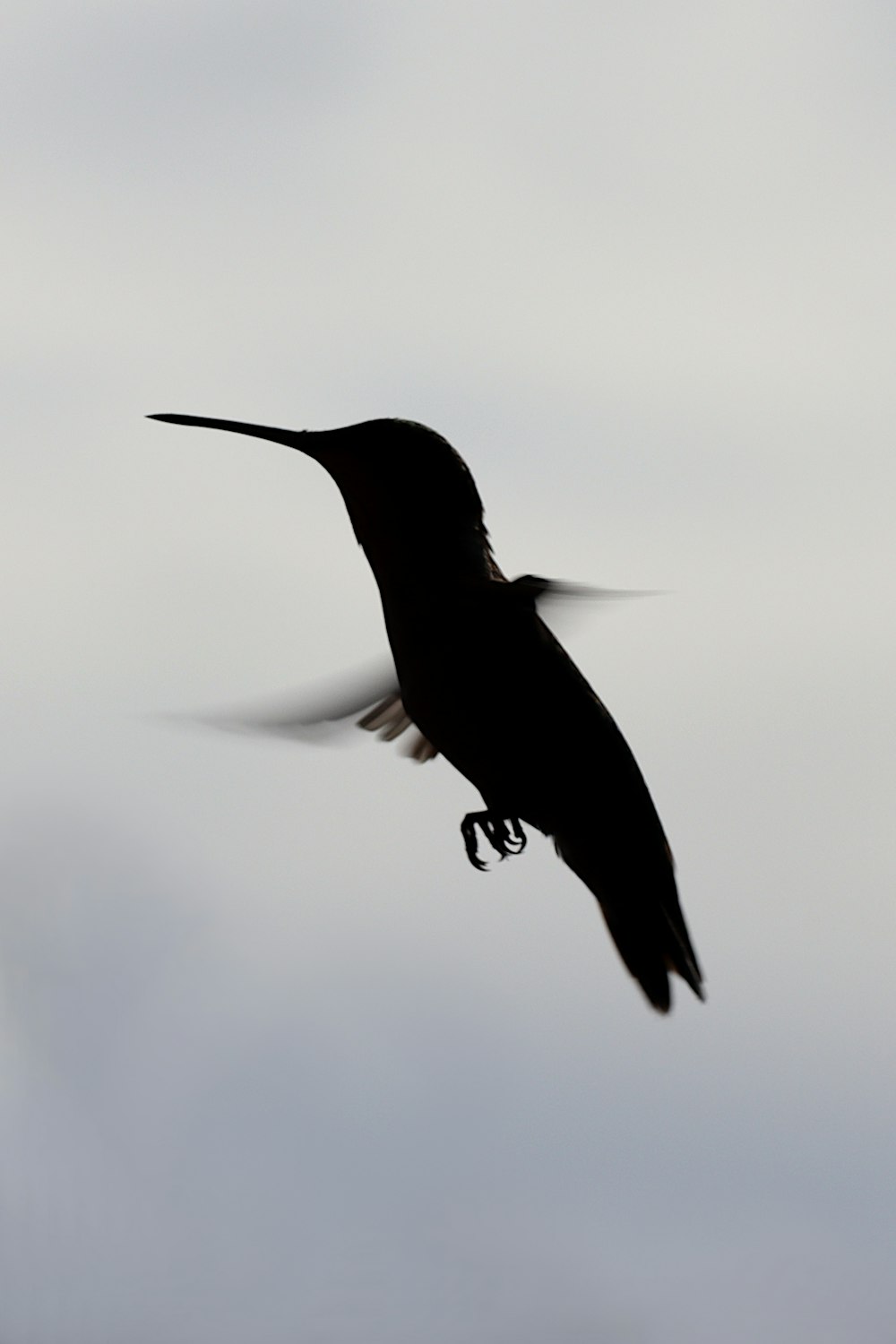 black humming bird flying in mid air