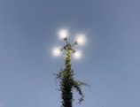 Five bright outdoor lights are arranged symmetrically on a post covered with climbing greenery, set against a clear, dusky sky.