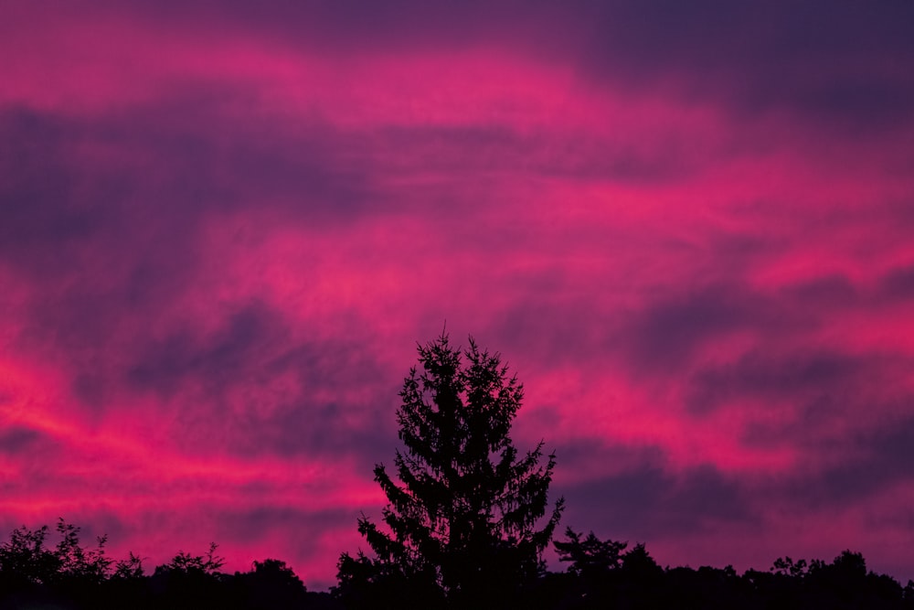 silhouette di alberi sotto il cielo viola