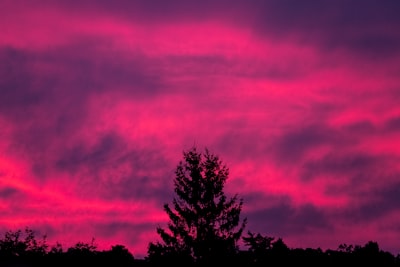 silhouette of trees under purple sky magenta teams background