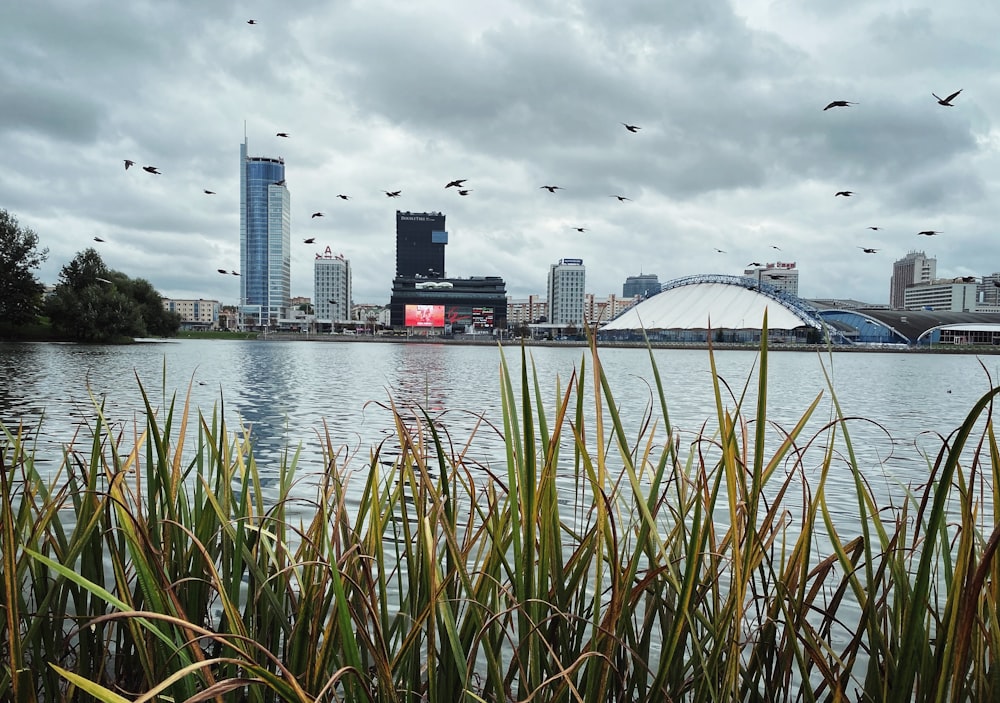 city skyline across body of water during daytime