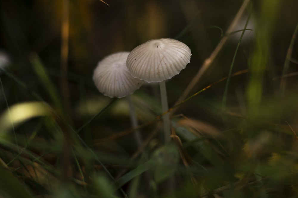 클로즈업 사진의 흰 버섯