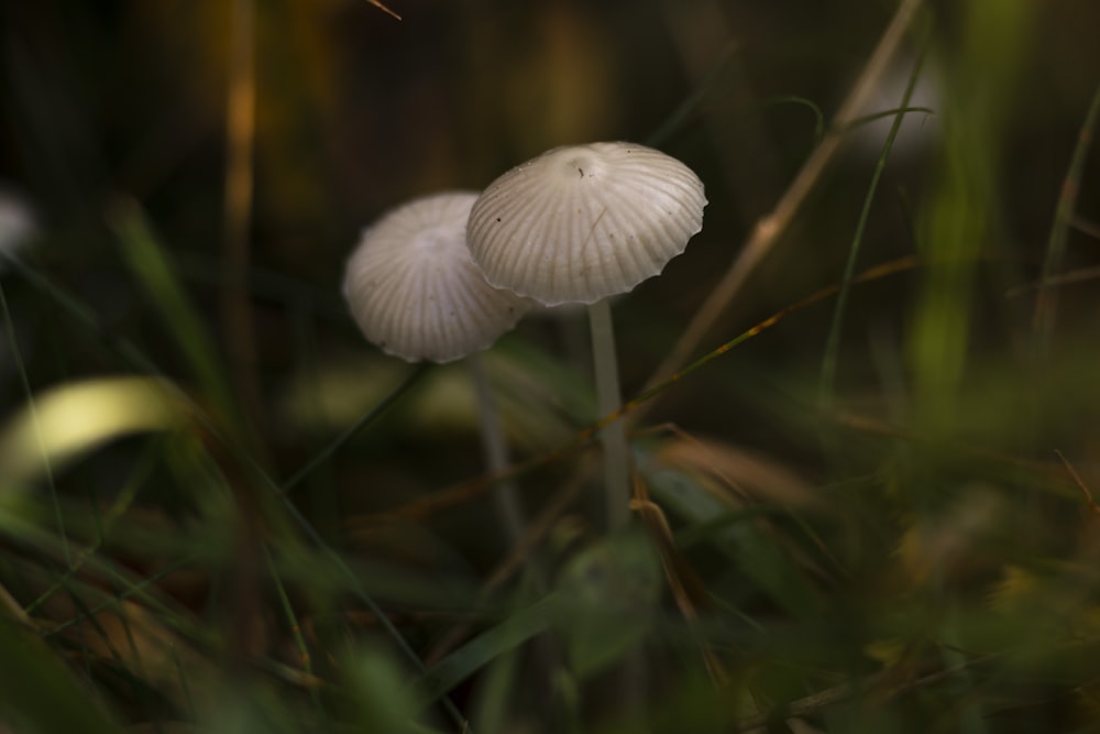 white mushroom in close up photography