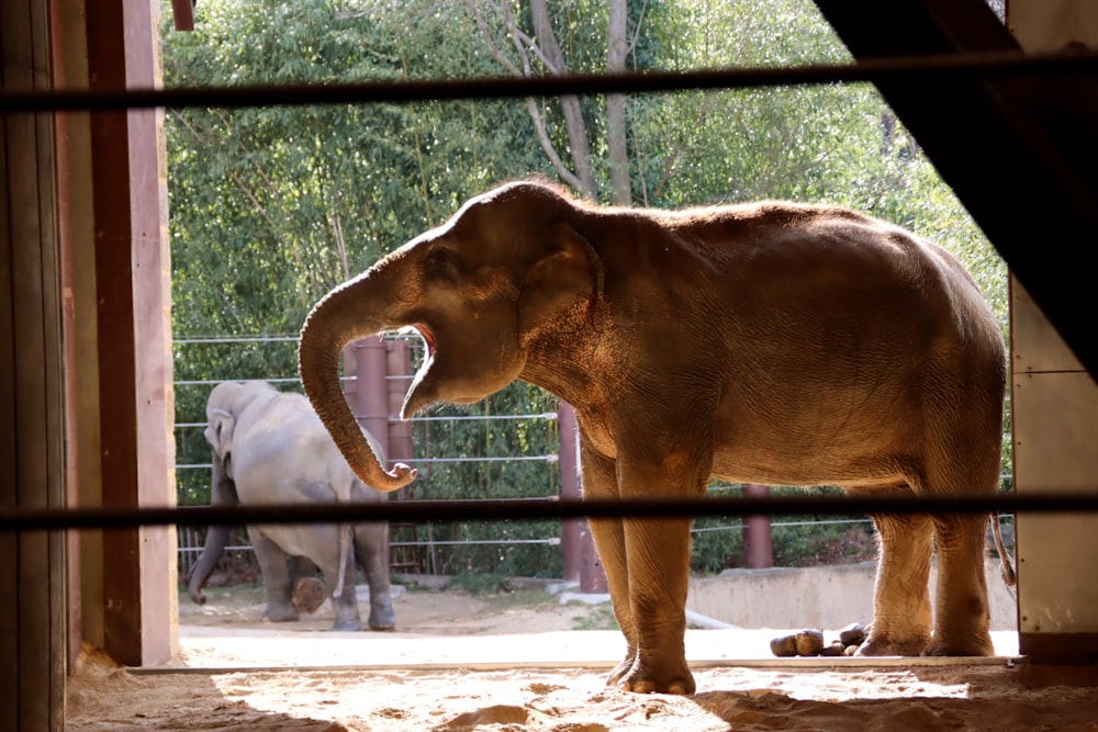 Elefante marrone su recinzione di legno marrone durante il giorno