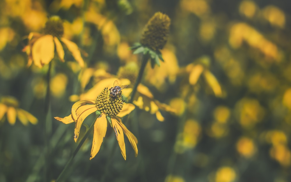 yellow and black flower in tilt shift lens