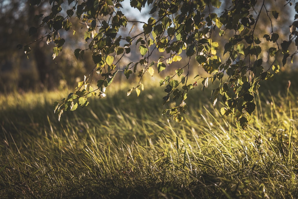 green grass field during daytime