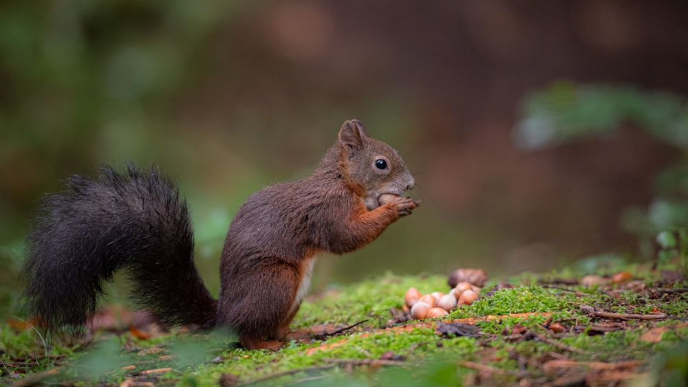 Braunes Eichhörnchen auf grünem Gras tagsüber