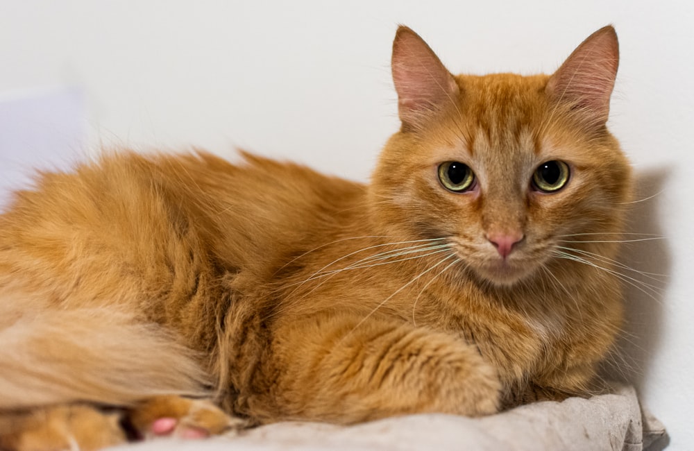 orange tabby cat lying on white textile