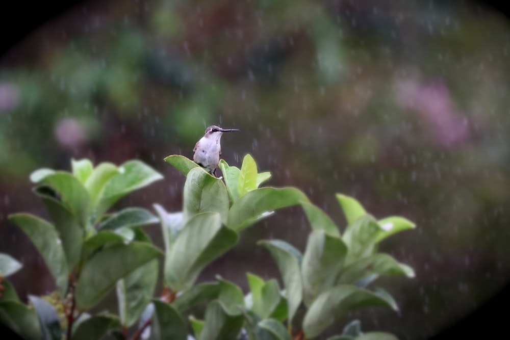 white and black bird on green plant