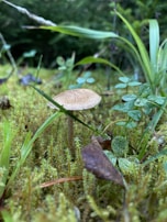Close-up of dew-kissed organic mushrooms growing on rich soil.