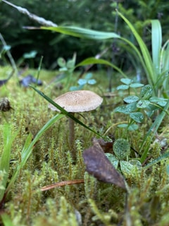 Close-up of dew-kissed organic mushrooms growing on rich soil.