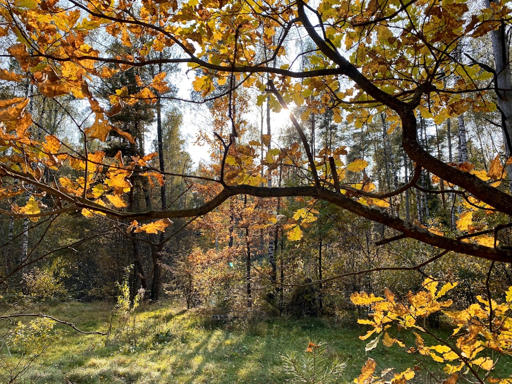 yellow and brown trees on green grass field during daytime