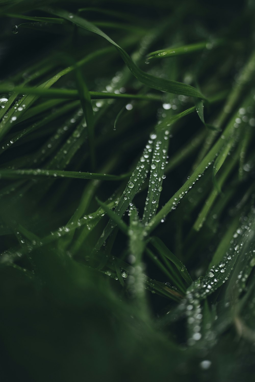 goccioline d'acqua su erba verde