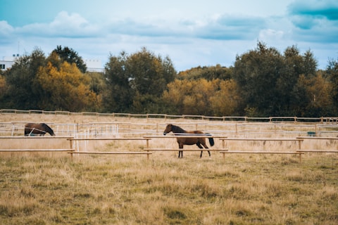 brown horse on brown grass field during daytime