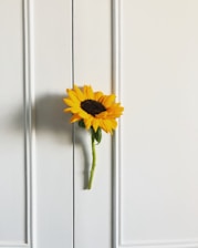 Close-up of a single sunflower with sharp shadows against a white wall.