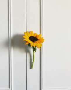 Close-up of a single sunflower with sharp shadows against a white wall.