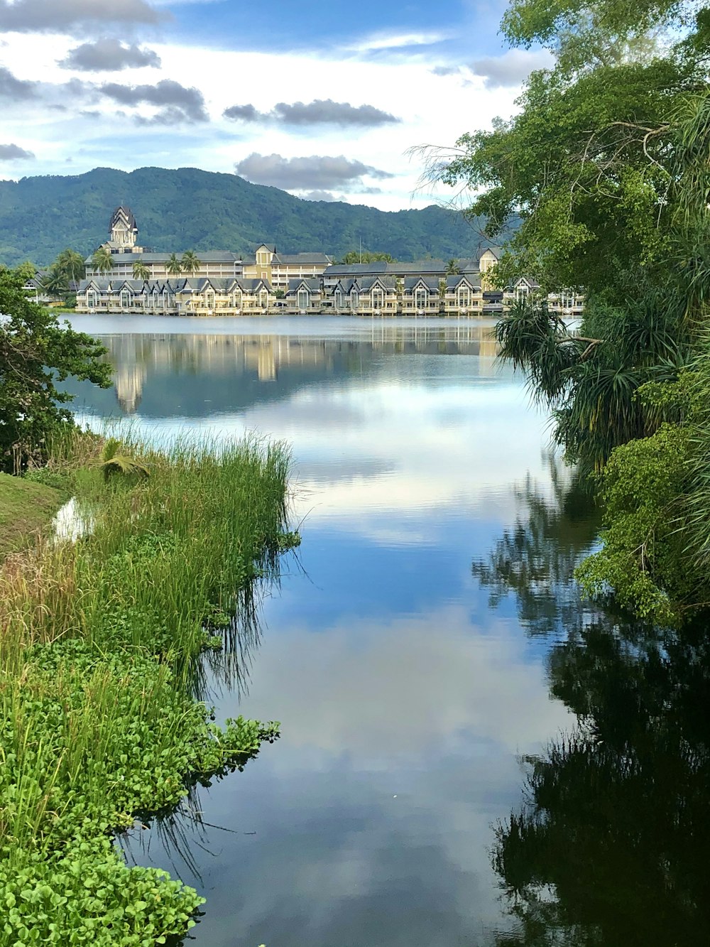 日中の水域近くの緑の木々