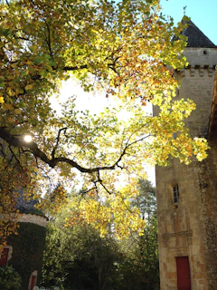 Sunlight filtering through ancient oak trees surrounding the rustic stone house