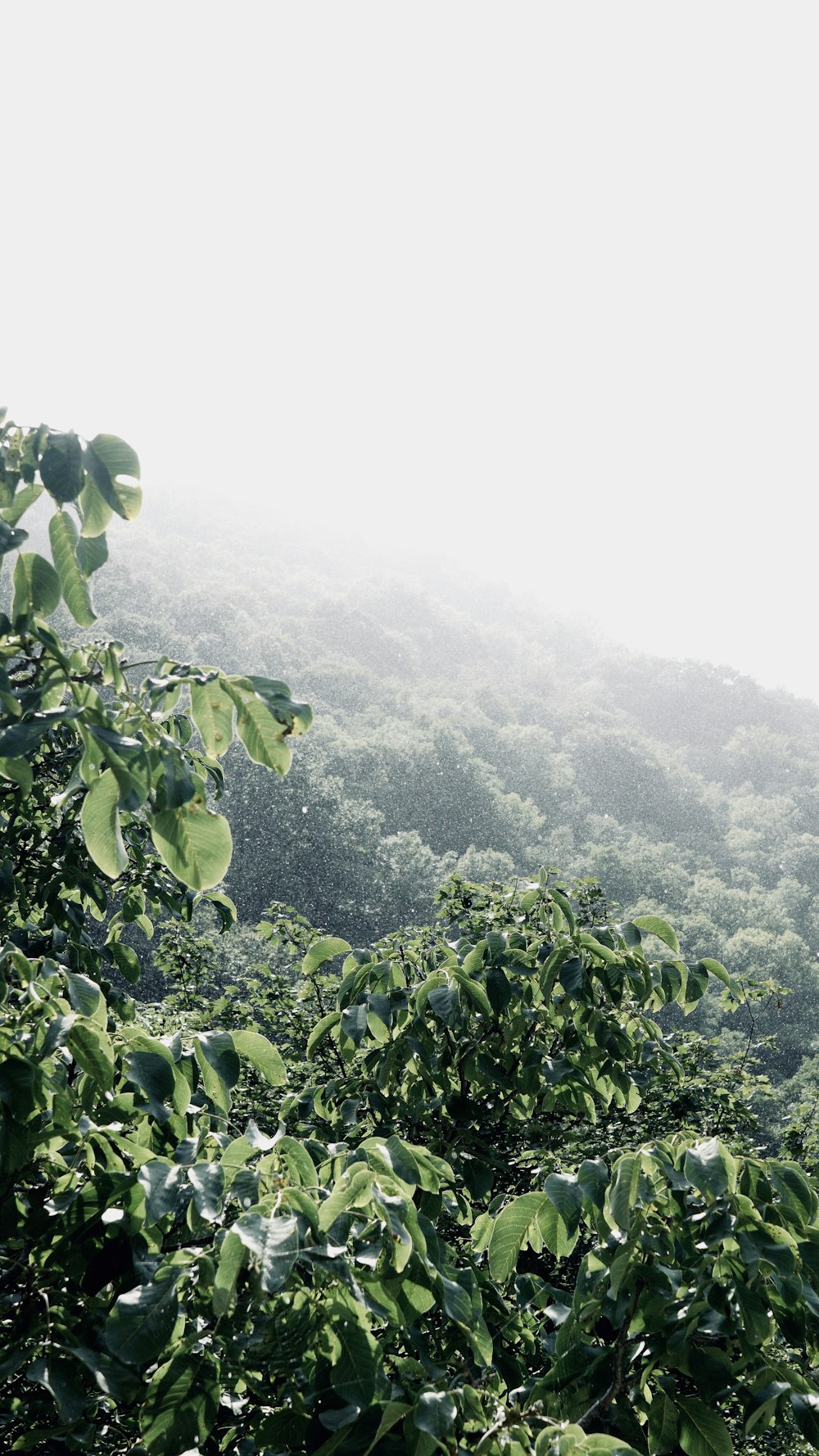 árboles de hoja verde en la montaña durante el día