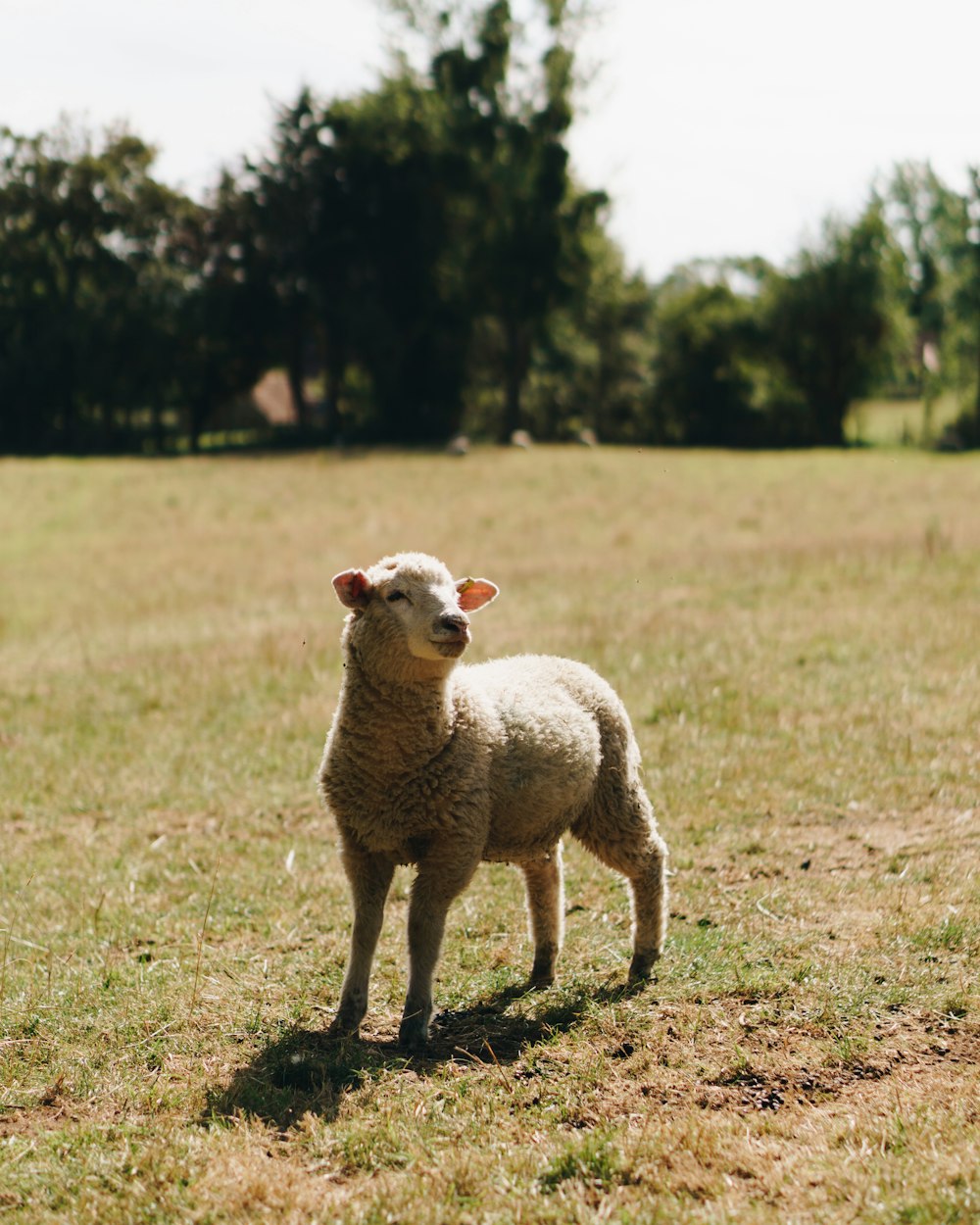 white sheep on green grass field during daytime