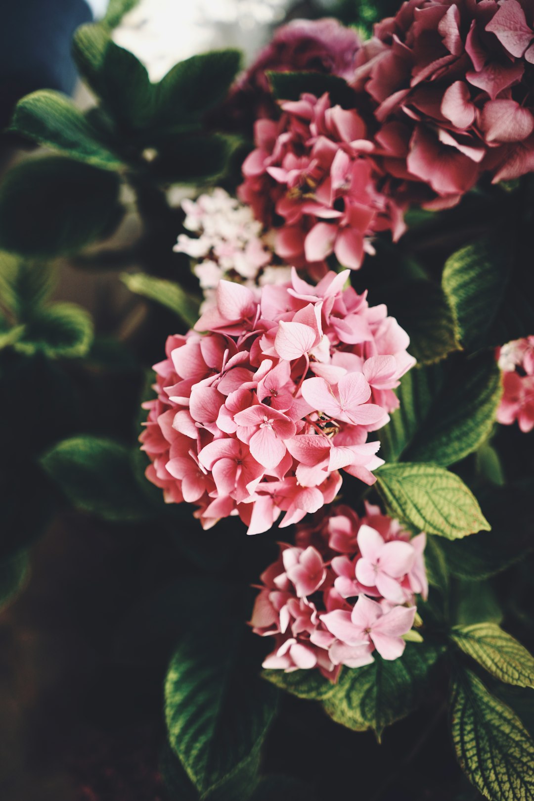 pink and white flowers with green leaves