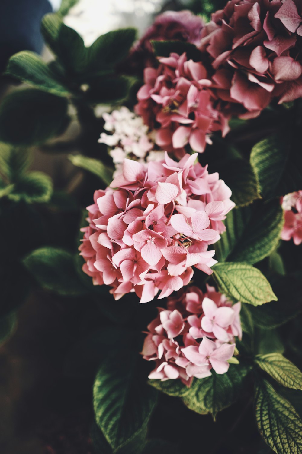 fiori rosa e bianchi con foglie verdi