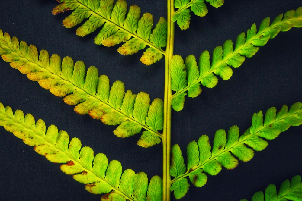 green leaves on black textile