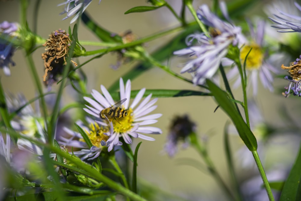 Flor blanca y amarilla en lente de cambio de inclinación