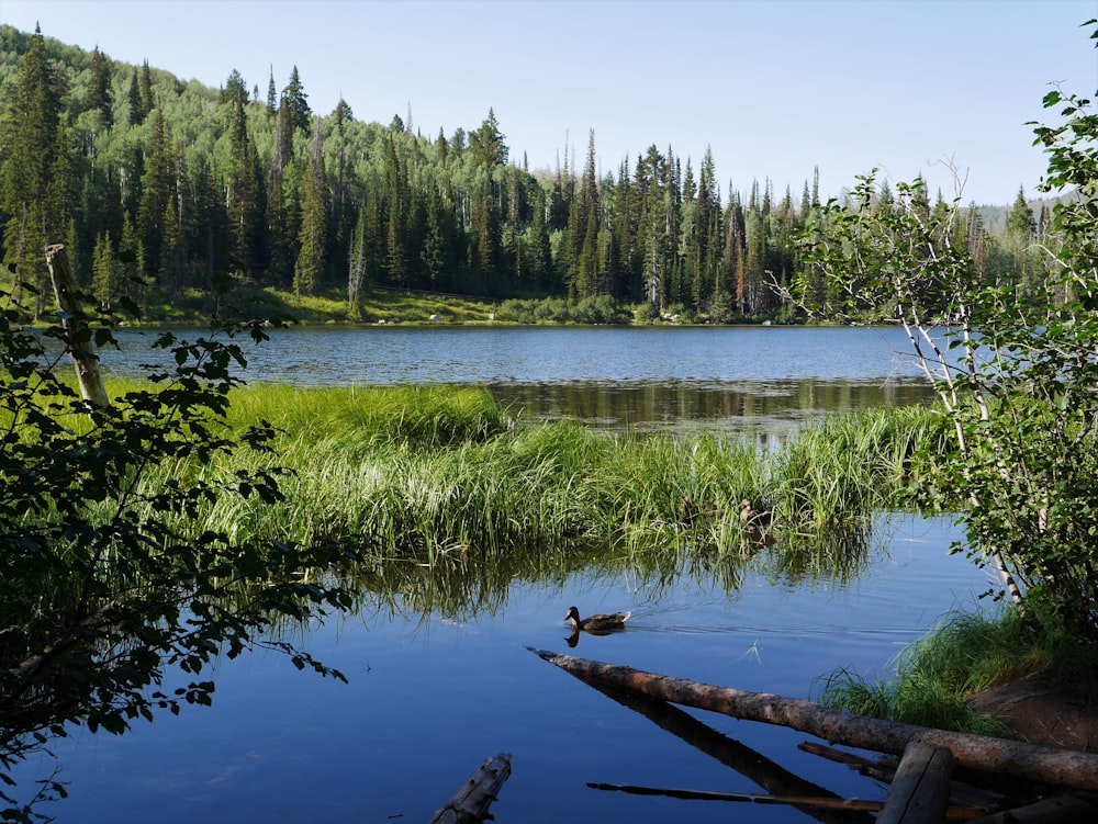 green trees beside lake during daytime