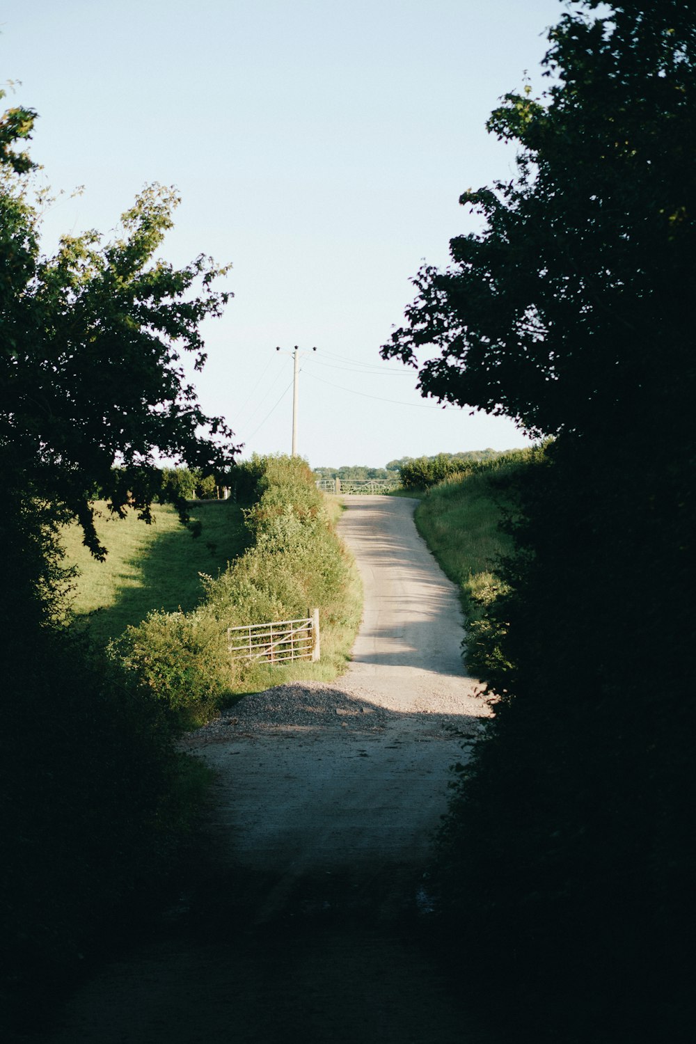 green trees beside gray road during daytime