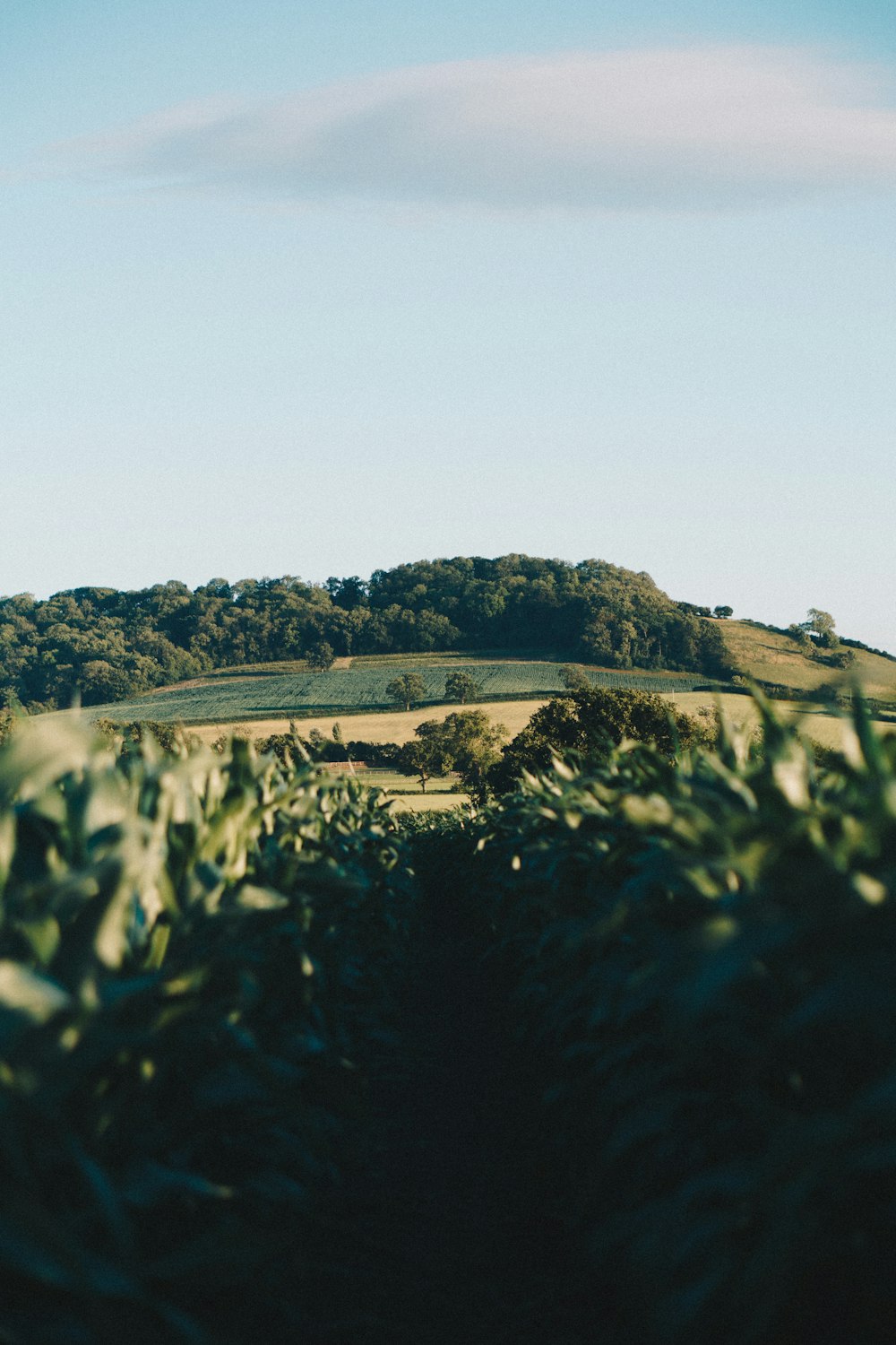 green trees on hill under white sky during daytime