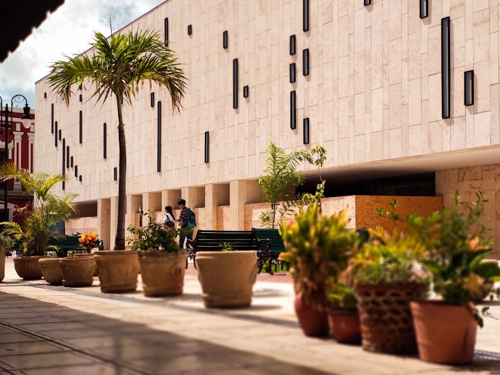 potted plants on the corner of the building