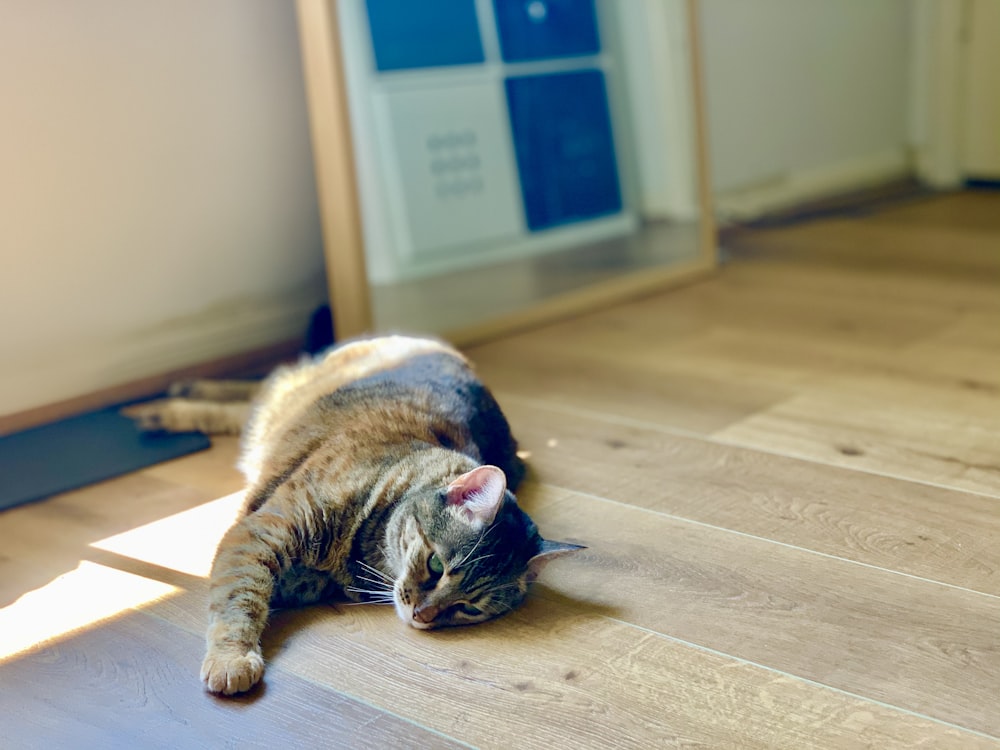 brown tabby cat lying on floor