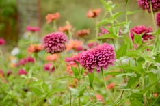 pink flowers in tilt shift lens