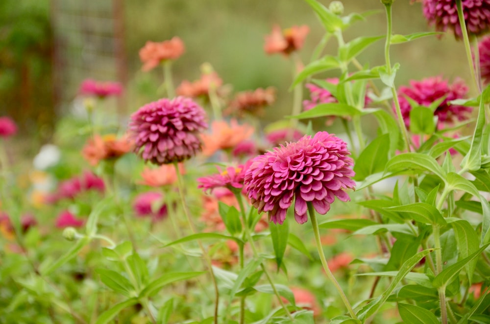 pink flowers in tilt shift lens