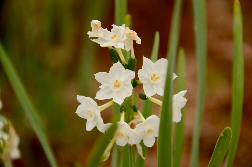 white flowers in tilt shift lens