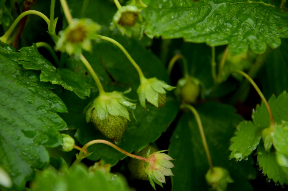 white and green flower buds