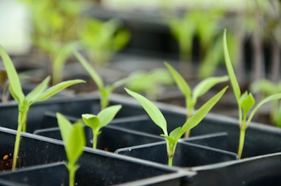 Abundant sweet and hot peppers growing on large healthy plants