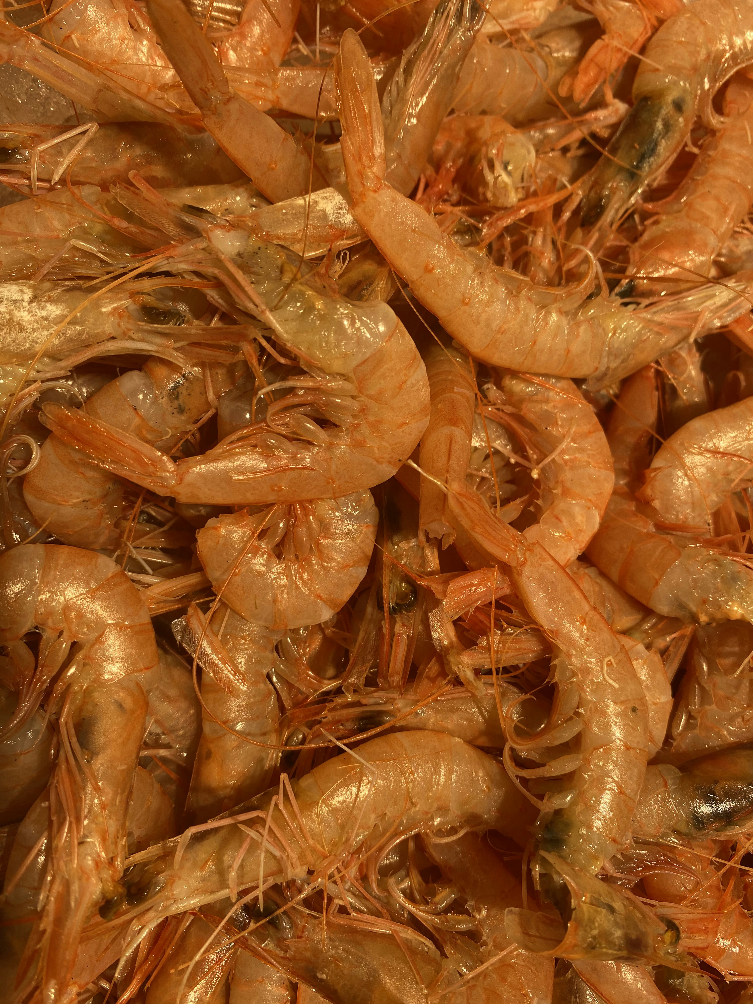 close up photo of orange carrot