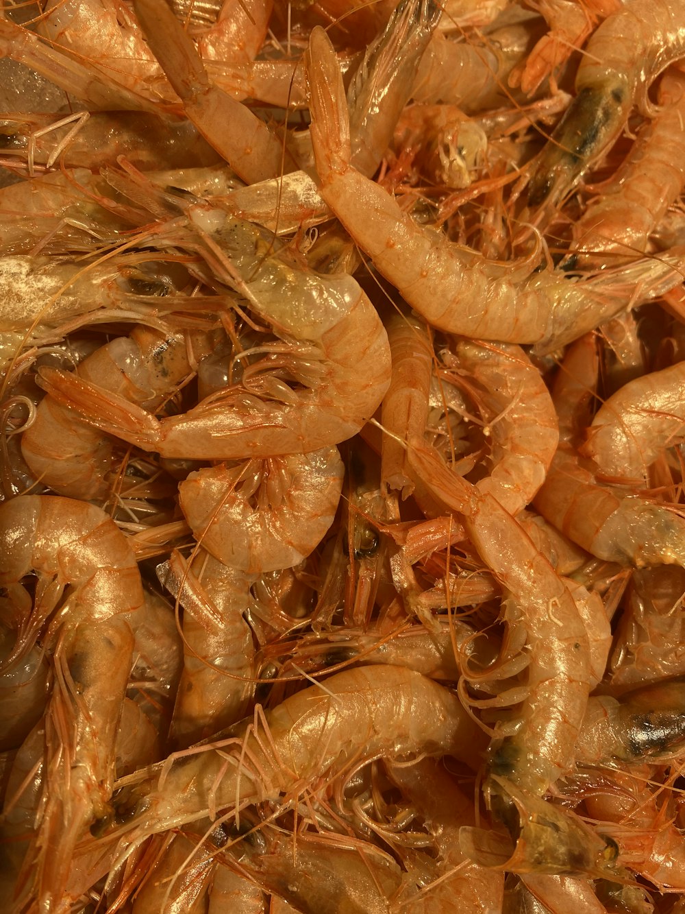 close up photo of orange carrot