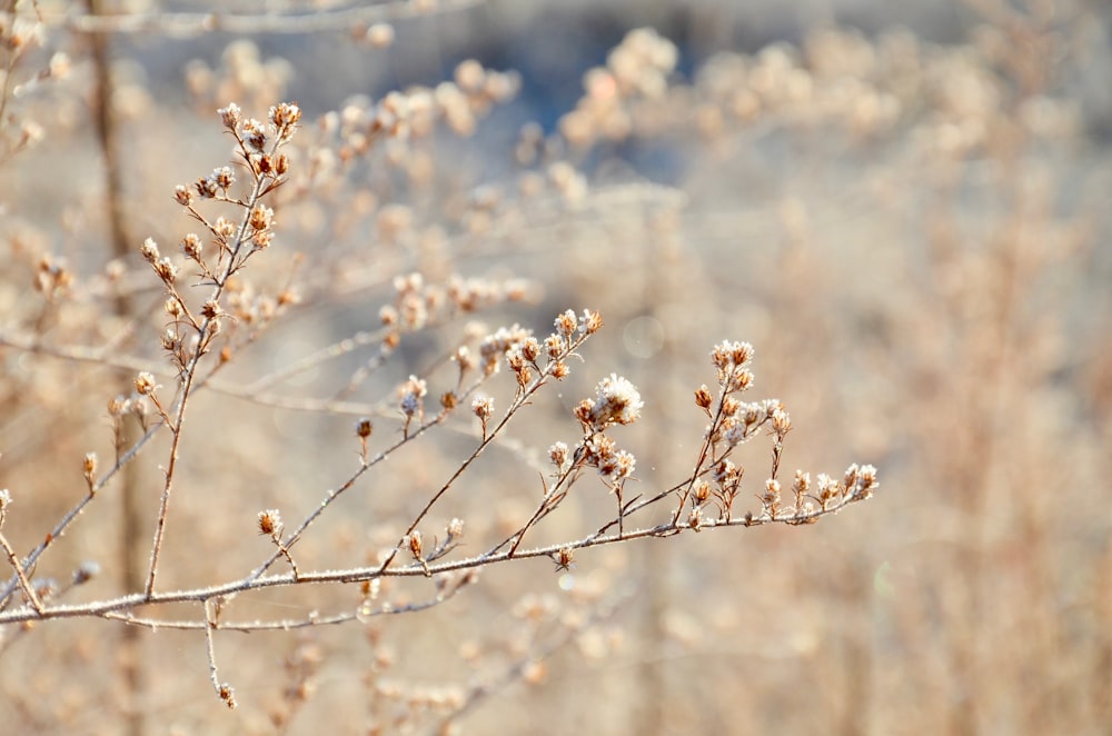 white flowers under blue sky during daytime