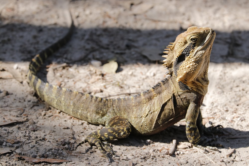 brown and black bearded dragon on brown soil during daytime