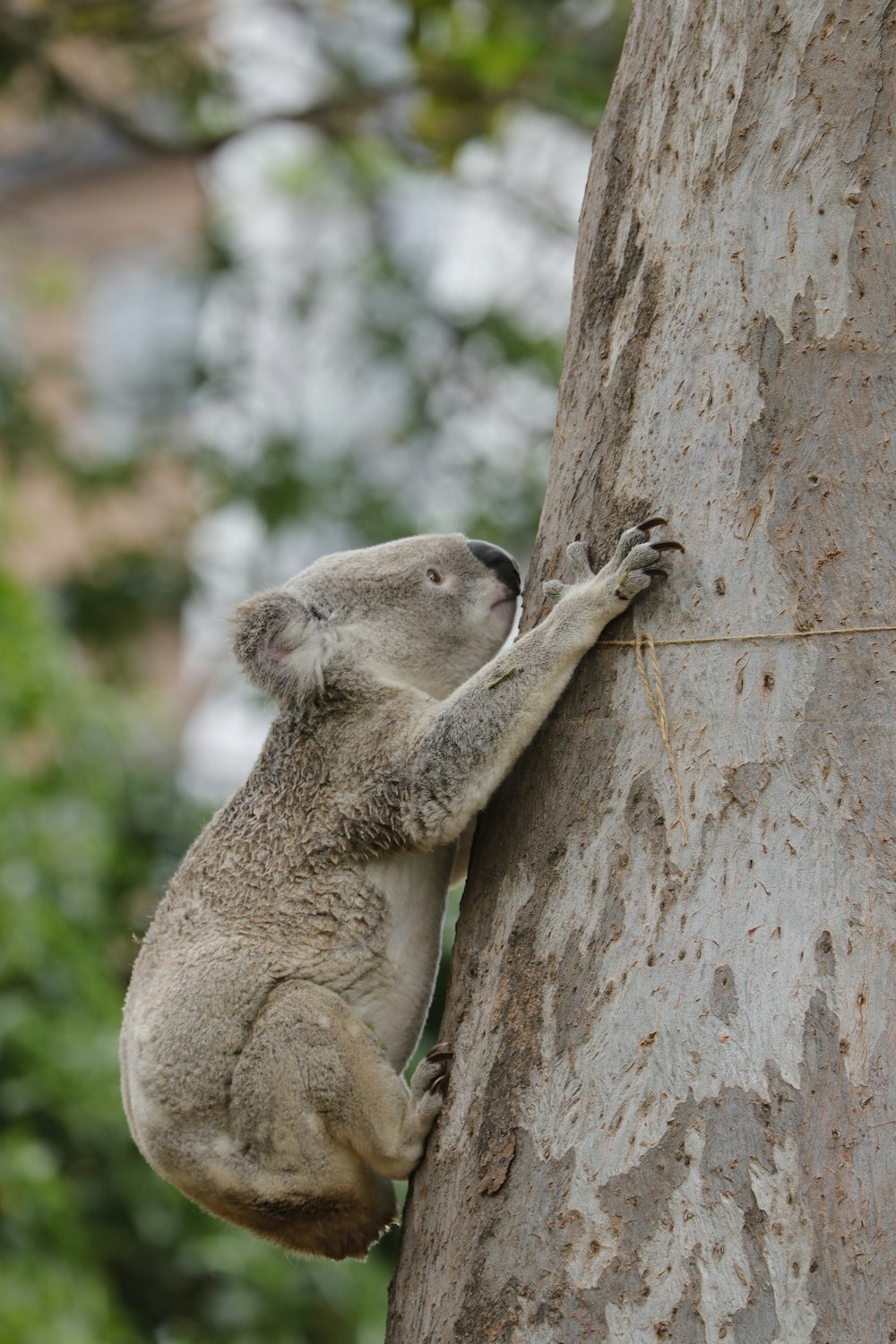 koala bear on brown tree during daytime